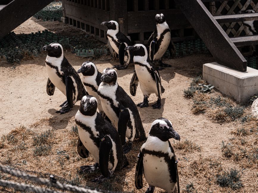 Penguenlere Bakır Yelek Uygulaması Başladı